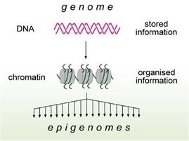 Questionada ligao entre genes e doenas