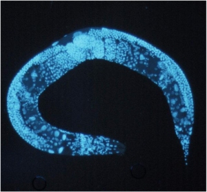 010110170322-nematoide-elegans.jpg?profile=RESIZE_710x