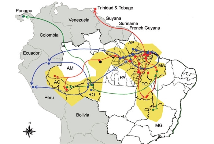 Vírus oropouche é nova ameaça de saúde pública no Brasil