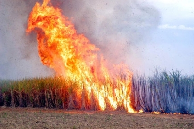 Poluio da queima de biomassa danifica DNA e mata clulas pulmonares