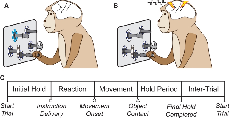 Estimulao eltrica no crebro dispensa sentido para ativar movimento
