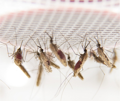 Brasileiros desenvolvem nova metodologia para prever epidemias de dengue
