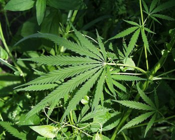 Produtos comestveis  base de cannabis tm seus prprios riscos  sade
