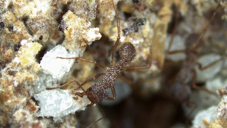 Substncia antifngica  descoberta em ninho de formigas-cortadeiras