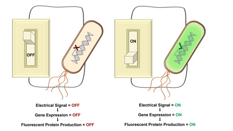 Eletrogentica: Genes podem ser ligados e desligados eletricamente