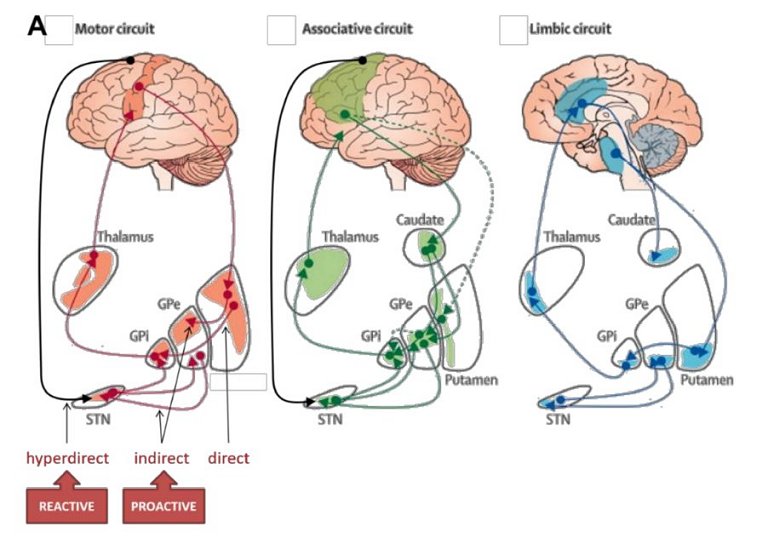 Pesquisadores confirmam regio do crebro responsvel pela comunicao mente-corpo