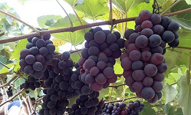 Processo 100% ecolgico obtm corante natural de resduos da uva