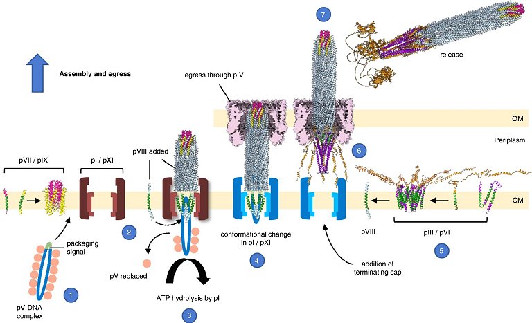 Estrutura de um fago  capturada pela primeira vez