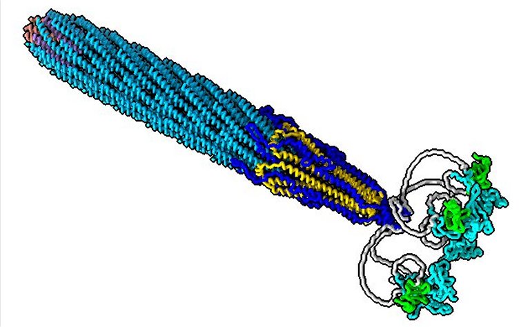 Estrutura de um fago  capturada pela primeira vez