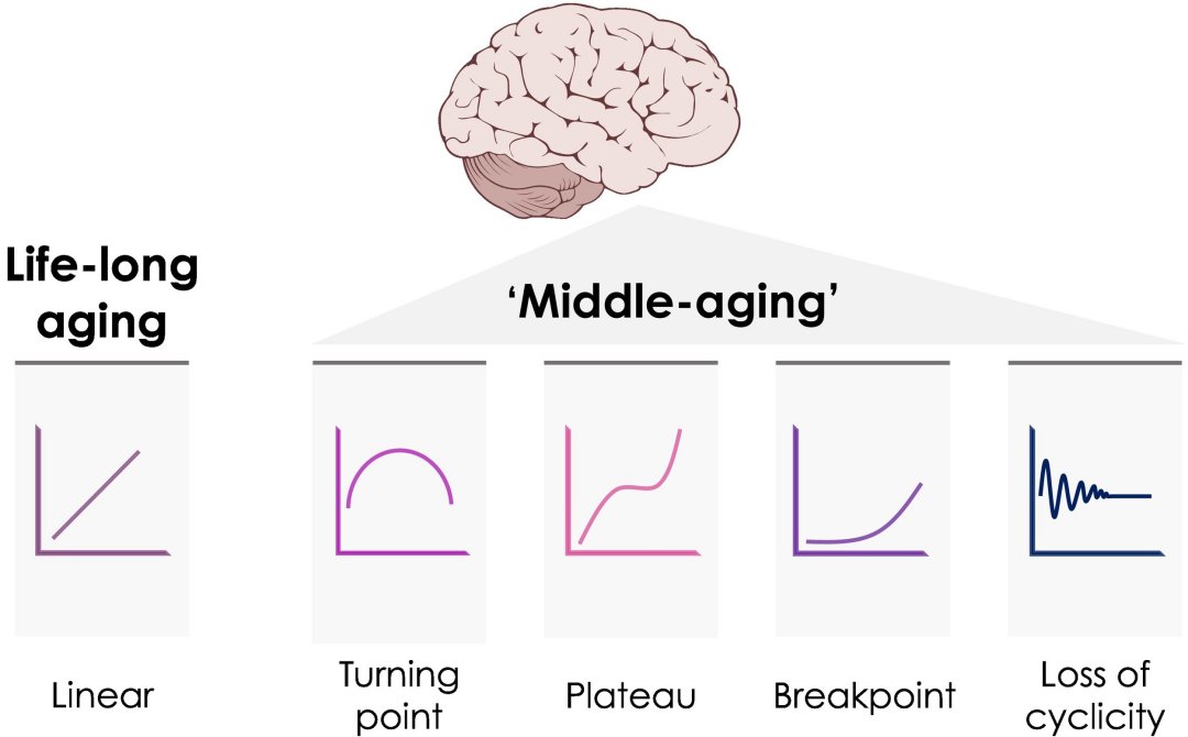 Precisamos conhecer as mudanas cerebrais na meia-idade