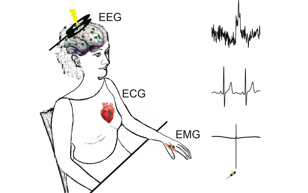 Como nosso corao mexe com nosso crebro: Ciclo cardaco afeta resposta neural
