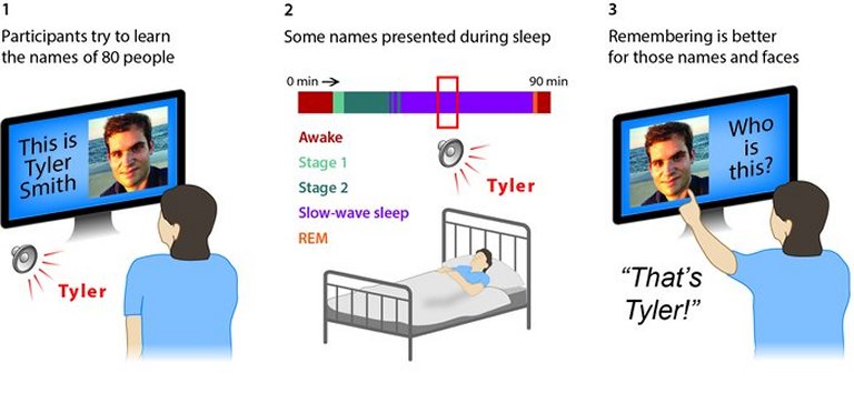 Lembrana de rostos e nomes pode ser melhorada durante o sono