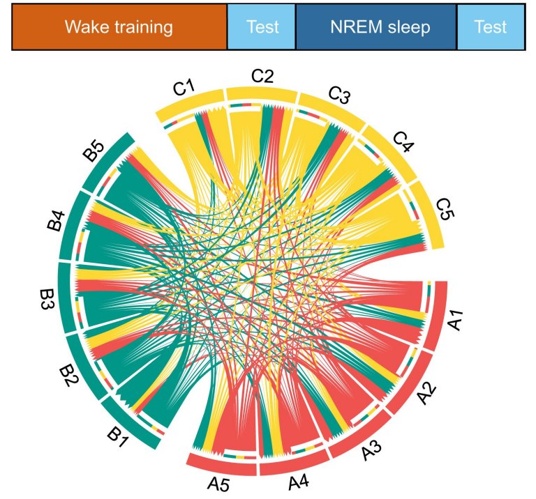 Uma regio do crebro ensina a outra durante o sono