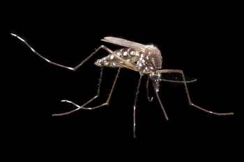 <i>Aedes aegypti</i> infectado com chikungunya  capturado pela primeira vez