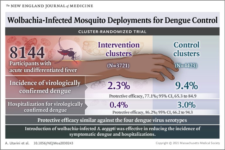 Bactrias ajudam a reduzir casos de dengue em 77%