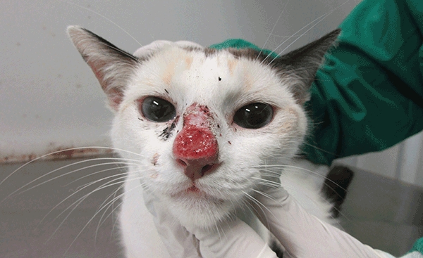 Esporotricose: Doena emergente que afeta gatos pode atingir humanos