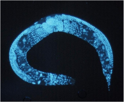 Descoberta aumenta vida de cobaias em até 50%
