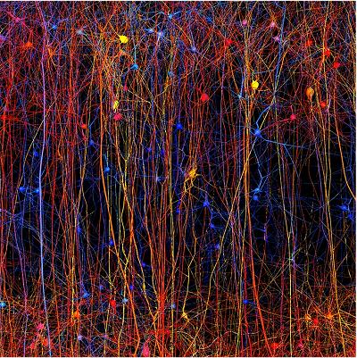 Finalmente ser possvel catalogar todos os neurnios do crebro