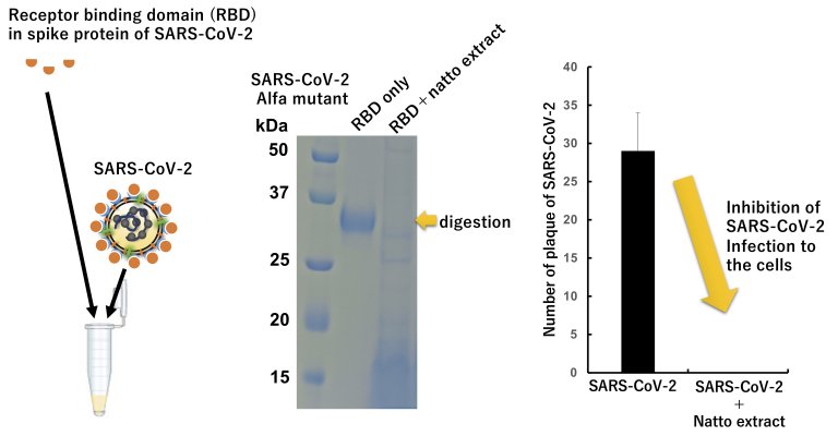 Nat: Comida tradicional japonesa destri capacidade infecciosa do SARS-CoV-2