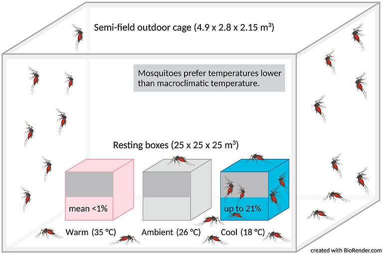 Pernilongos preferem temperaturas mais baixas para passar o dia