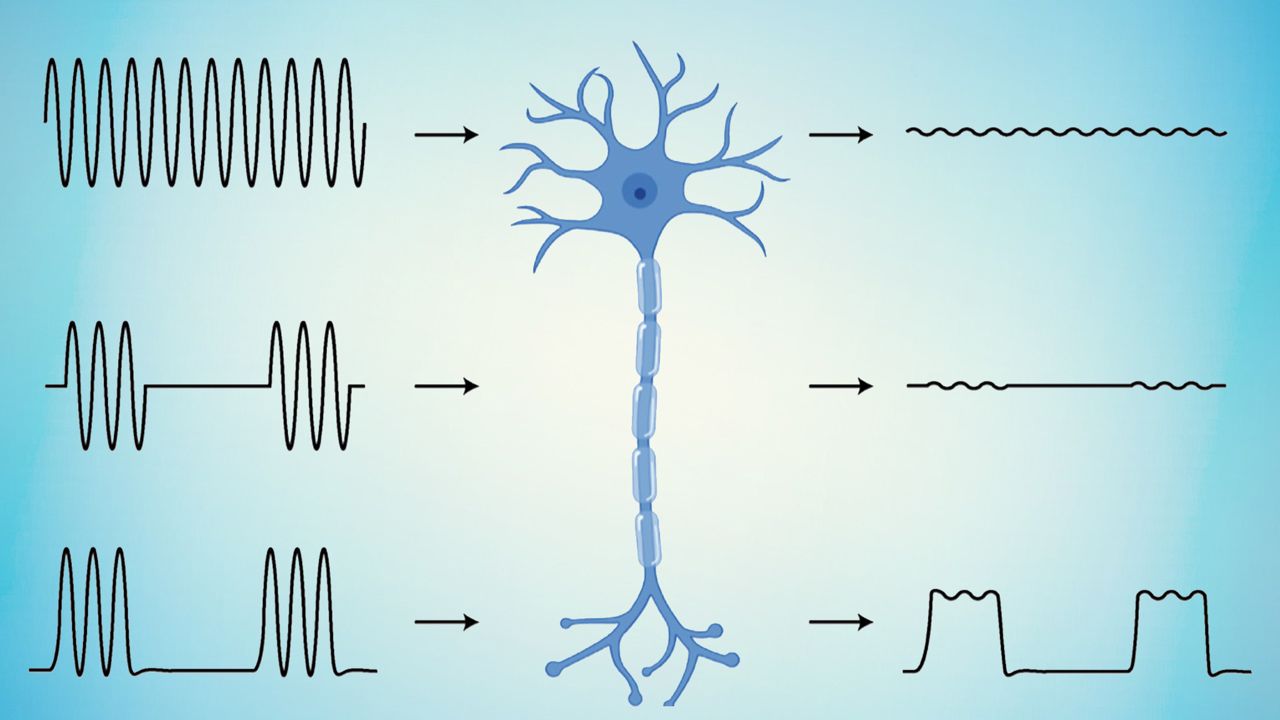 Novo material consegue reconectar nervos cortados