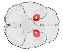 Estudo associa estrutura do crebro a sociabilidade