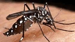 Brasil, EUA e Peru se unem para estudar malria na Amaznia