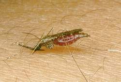 Genoma do mosquito da malria ajudar na produo de vacina e repelente