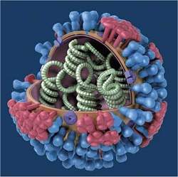 Vrus H1N1 causa reao desmedida do sistema imunolgico