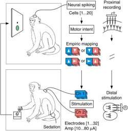 Macaco controla movimentos de outro usando implante cerebral