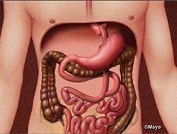 Bactrias do intestino podem conter o segredo da obesidade