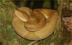Veneno de serpentes tem substncia ativa contra o cncer