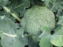 Composto vegetal protege contra dose letal de radiao