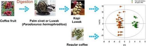 Kopi Luwak: caf mais caro do mundo agora tem certificado de autenticidade