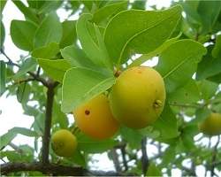 Cagaita: fruta do Cerrado  rica em vitamina C e antioxidantes
