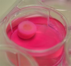 Cartilagem para transplante  feita em impressora 3D