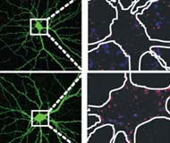 Descoberta uma chave geral das sinapses no crebro