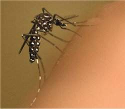 Bactéria pode ajudar a controlar mosquito da dengue