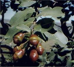 Planta do cerrado tem ao anti-inflamatria que combate asma