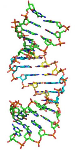 DNA de seis letras forma hlice e evolui