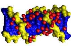 Molculas de gua determinam estrutura do DNA