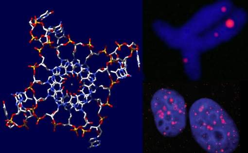 Descoberta molécula de DNA de hélice quádrupla
