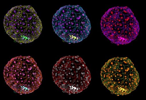 Embries humanos em laboratrio atingem o limite tico