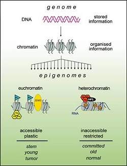 O que controla nossos genes? Primeiro epigenoma humano est pronto