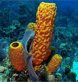 Esponjas marinhas possuem compostos bioativos contra o cncer