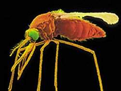 Fungo que mata mosquito  alternativa para controle da malria