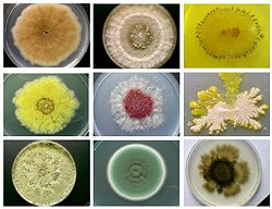 Fungos marinhos produzem substncias contra o cncer