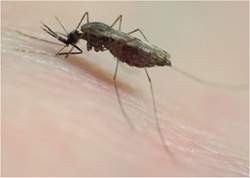 Mosquito da malria tem gene que impede a transmisso da doena