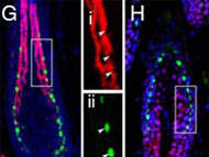 Gene que causa queda de pelos em camundongos pode dar pistas sobre calvície humana