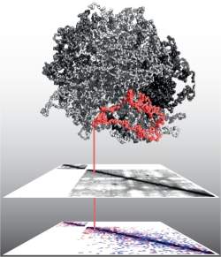 Imagem 3D mostra genoma do cncer formando glbulo fractal